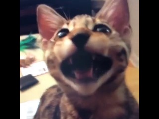 kitty s revenge (vine)